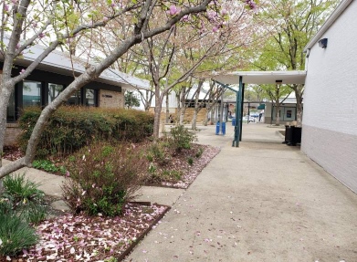 View along the path between the 
Granite Building and the New Deal Cafe going toward Roosevelt Center:
A flowering tree on the left, with white and pink petals dropped on the ground 
below it among bushes framing the white-roofed, brown brick building; 
the New Deal's white building wall on the right with its lower few feet tawny gray; 
a green pole extending to the left of the building, supporting the canopy over
outside tables. Further ahead, more trees and then across the center, the cinema 
annex to the right and the Coop to the left.